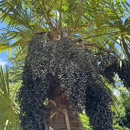 بيت للعطل Inas Garden Elias لينّو